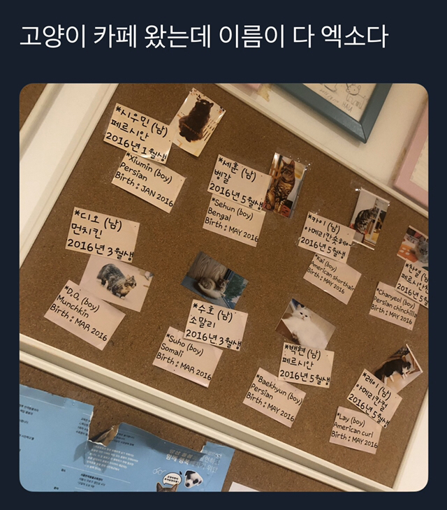 고양이 카페를 왔는데 이름이 엑소다 | 인스티즈