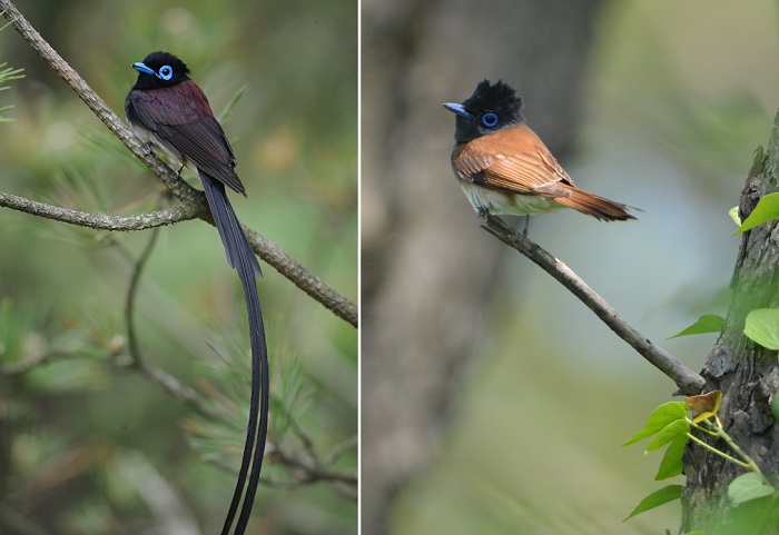 Birds visit. Хвост птицы. Японская Райская мухоловка. Сейшельская Райская мухоловка.