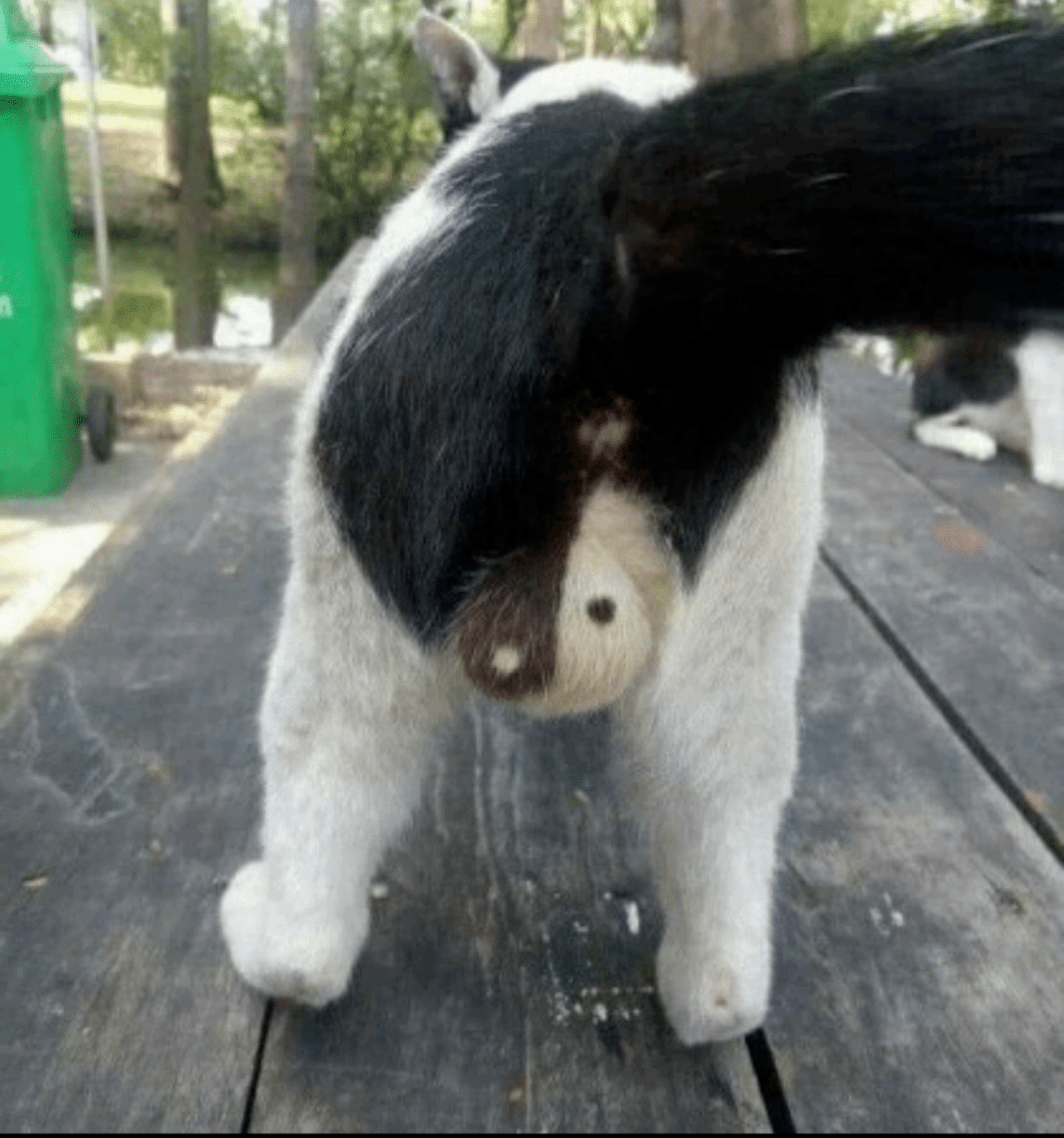 이슈유머 - 고양이 땅콩 사진집