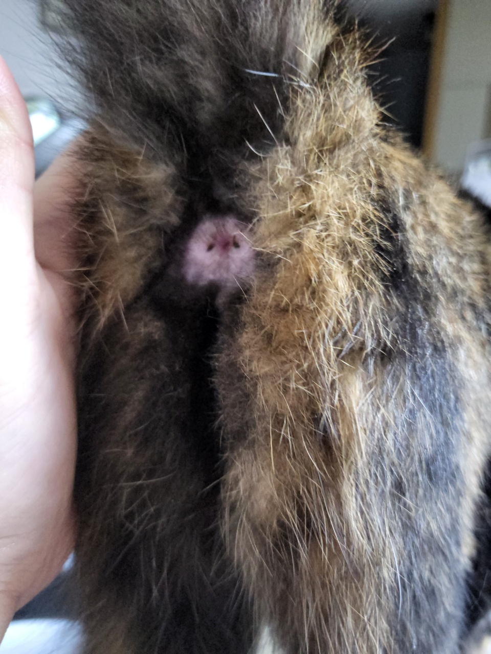 동물/식물 - 고양이 똥꼬 관리 어떻게 해야해?(사진주의)