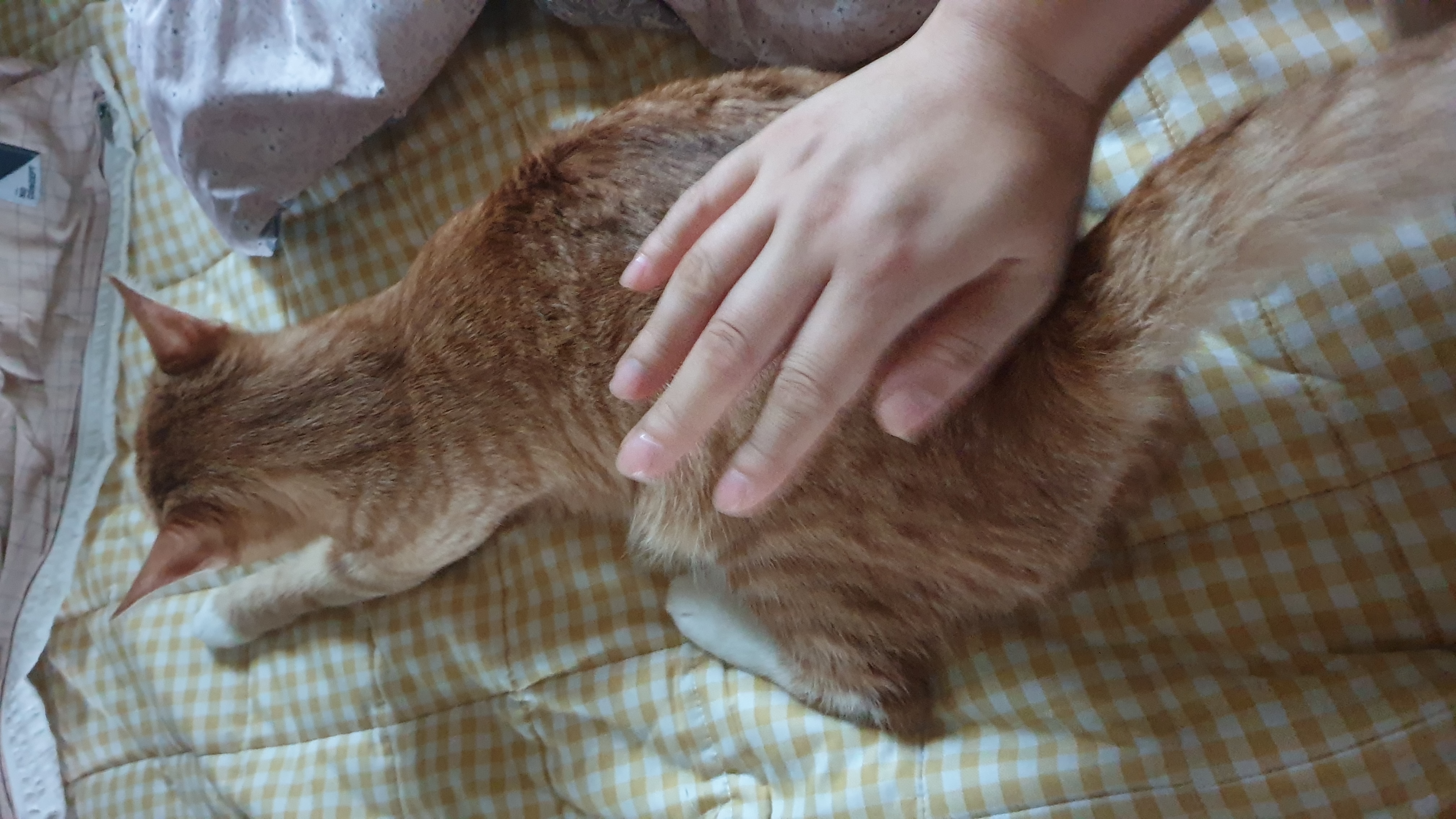 이슈/유머 - 고양이 키우는 여자는 거른다