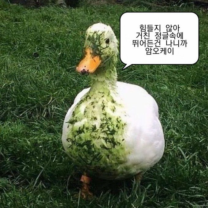 이슈/유머 - 귀엽고 하찮은 말풍선짤 모음