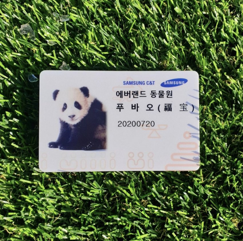 이슈/유머 - 태어난 날이 삼성 입사일인 푸장군 이슈/유머 - 태어난 날이  삼성 입사일인  푸장군