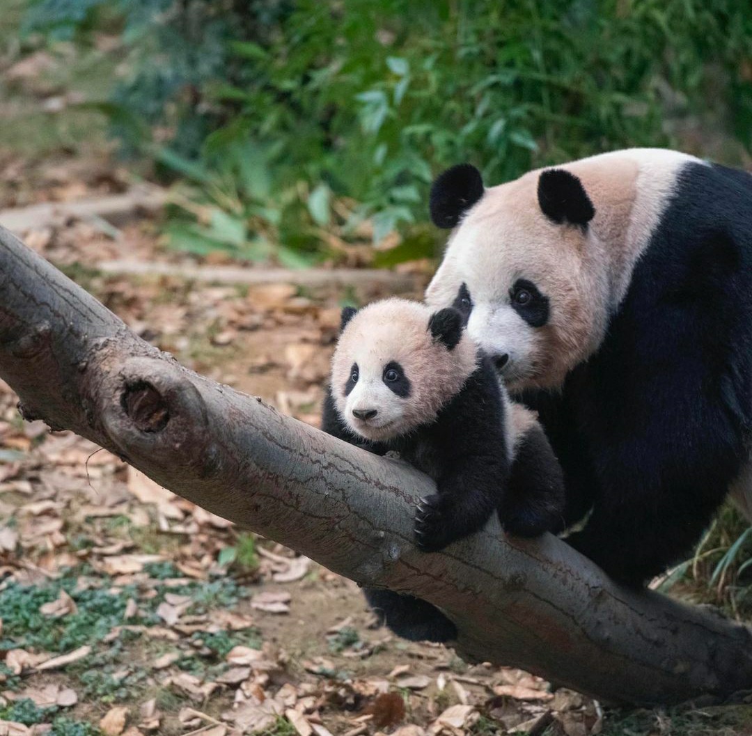 이슈/유머 - 아이바오의 아기판다 푸바오🐼